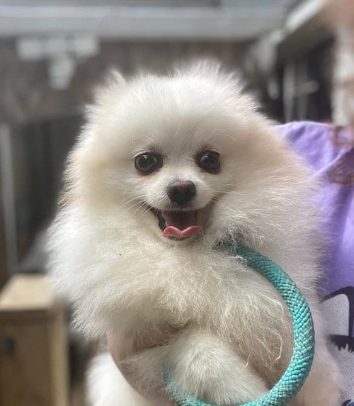 Photo of Archie, adoptable senior Pomeranian in Matawan, New Jersey