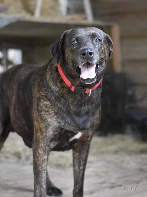 Photo of Scout (Trinity), adoptable senior Plott Hound in Brewster, New York