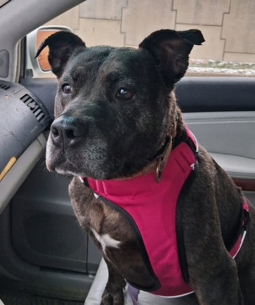 Photo of Holly (ISO Forever Foster), adoptable senior Terrier in Cuyahoga Falls, Ohio