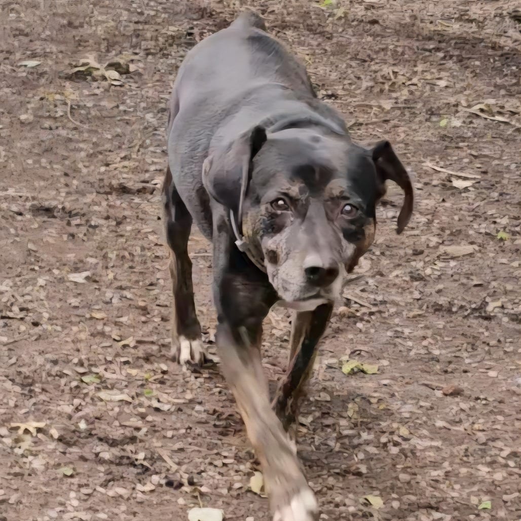 Photo of Lacy, adoptable senior Hound in Middletown, New York