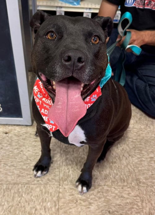 Photo of Tootsie, adoptable senior American Pit Bull Terrier in Germantown, Ohio