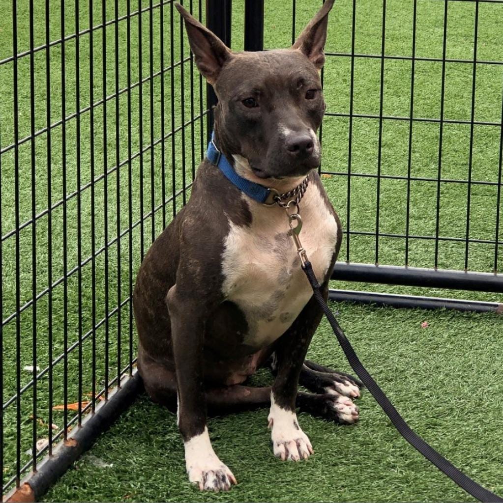 Photo of Mirabelle STT, adoptable senior Mixed Breed (Medium) in St. Louis, Missouri