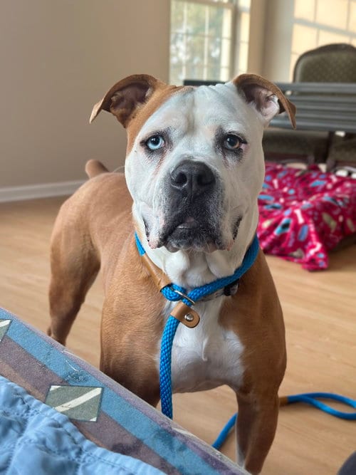 Violet Beauregarde Lonestar, adoptable senior Boxer in Rockaway, NJ