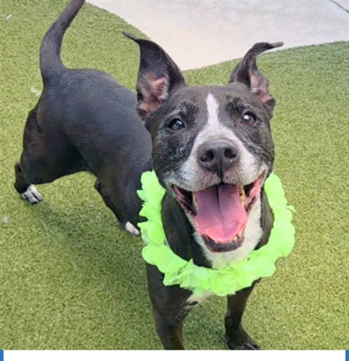 Photo of Tesla, adoptable senior American Staffordshire Terrier in Fort Lauderdale, Florida