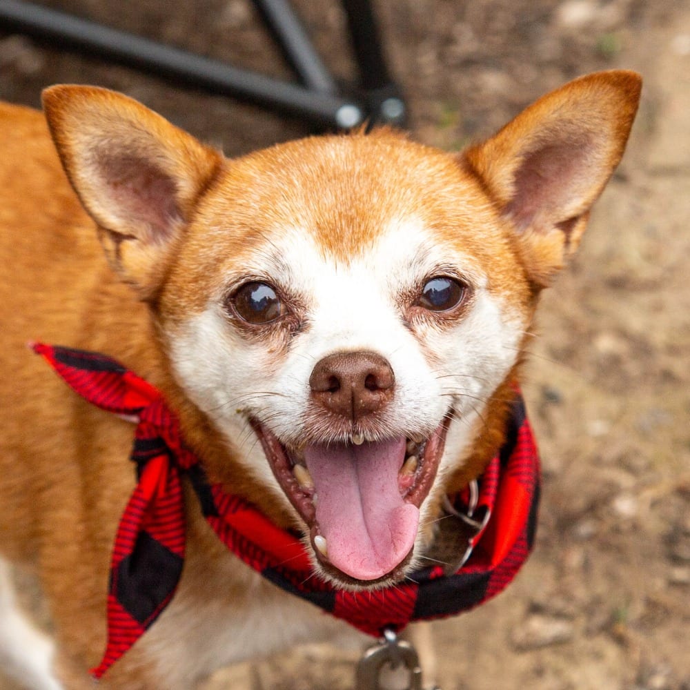 Photo of Charley, adoptable senior Chihuahua in Bloomfield, Connecticut