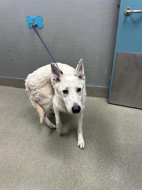 Photo of Forest, adoptable senior Pointer in Las Vegas, Nevada