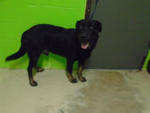 GATSBY, adoptable senior Rottweiler in Green Cove Springs, FL