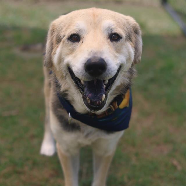 Photo of Bixby, adoptable senior dog in San Antonio, Texas