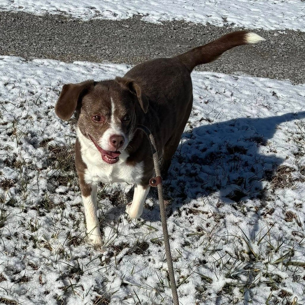 Photo of Socks, adoptable senior Beagle in Fairfax Station, Virginia