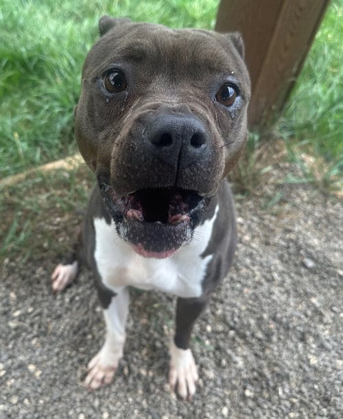Photo of Angelina, adoptable senior American Staffordshire Terrier in Burnsville, North Carolina