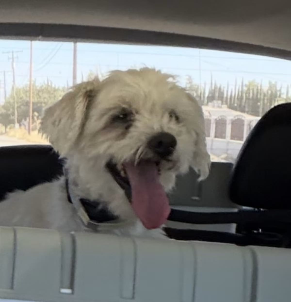 Photo of Buttons, adoptable senior Maltese in Ventura, California