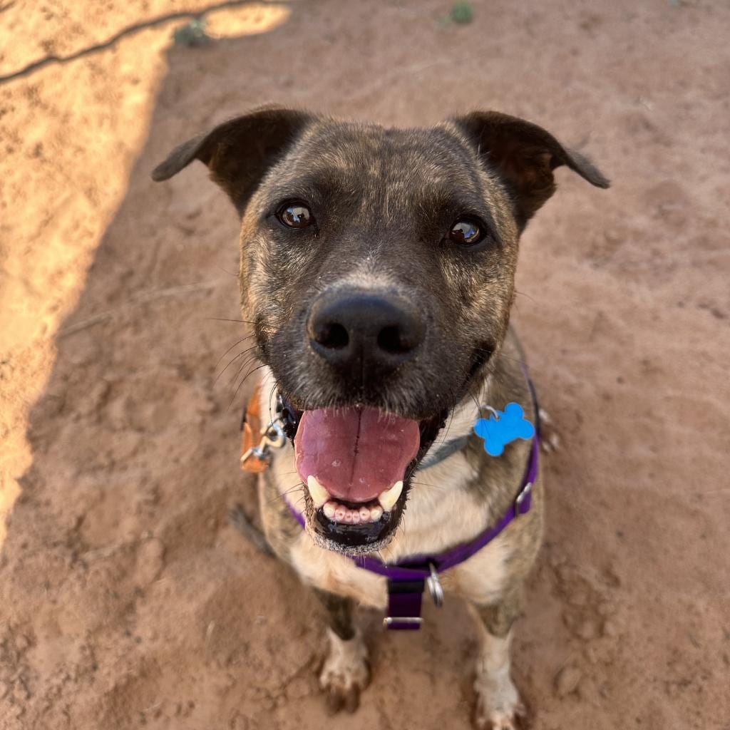 Photo of Tuna, adoptable senior Terrier, American Pit Bull / Hound, Plott in Kanab, Utah