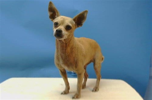Photo of Tommy, adoptable senior Chihuahua in Baldwin Park, California