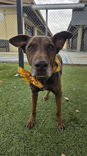 Photo of Bella, adoptable senior Labrador Retriever in Downey, California