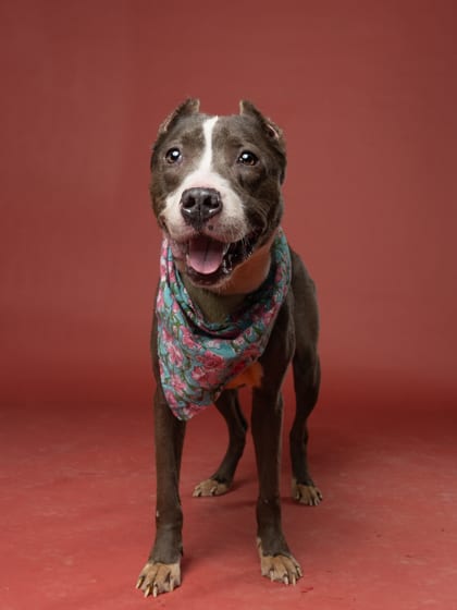 Photo of Nanny May, adoptable senior dog in Atlanta, Georgia