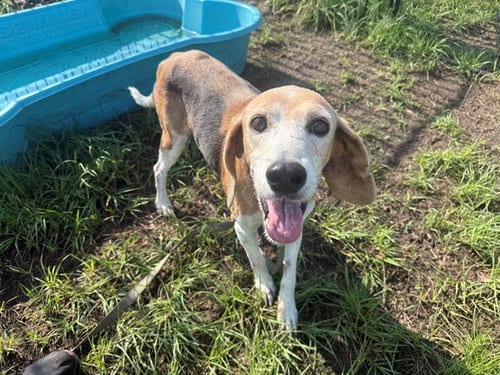 Photo of Auggie, adoptable senior Treeing Walker Coonhound in Ocala, Florida
