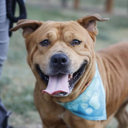 Photo of Syxx, adoptable senior Mastiff in San Antonio, Texas