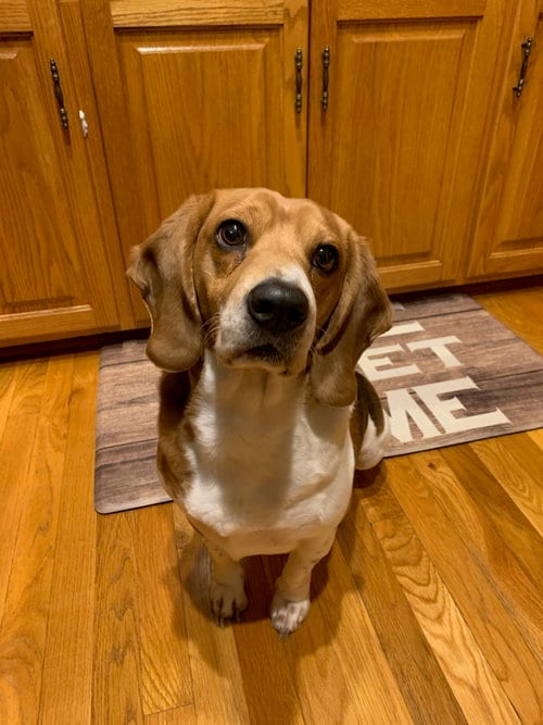 Photo of Cash: My Home to Yours (Not at the shelter), adoptable senior Beagle in Rustburg, Virginia