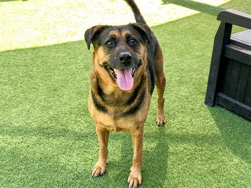 Photo of Evy, adoptable senior German Shepherd Dog in Orange, California