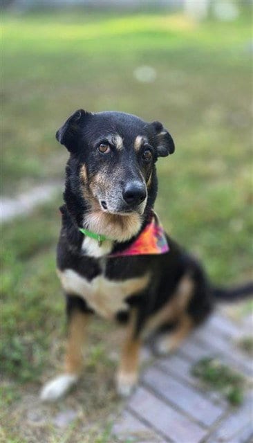 Photo of Tobias, adoptable senior German Shepherd Dog in Corpus Christi, Texas