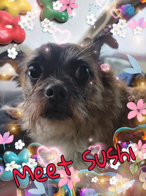 Photo of Sushi, adoptable senior Pug in Pipe Creek, Texas