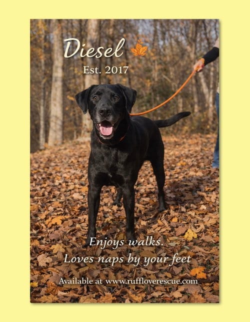 Photo of Diesel, adoptable senior Great Dane in Thomasville, North Carolina