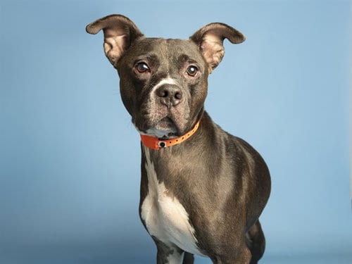 Photo of Gary, adoptable senior American Pit Bull Terrier in Phoenix, Arizona