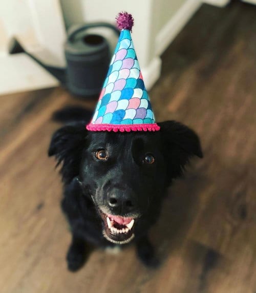 Photo of Mauer, adoptable senior Border Collie in Euless, Texas