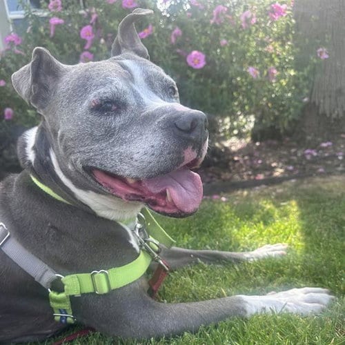 Photo of Kona, adoptable senior Staffordshire Bull Terrier in Alameda, California