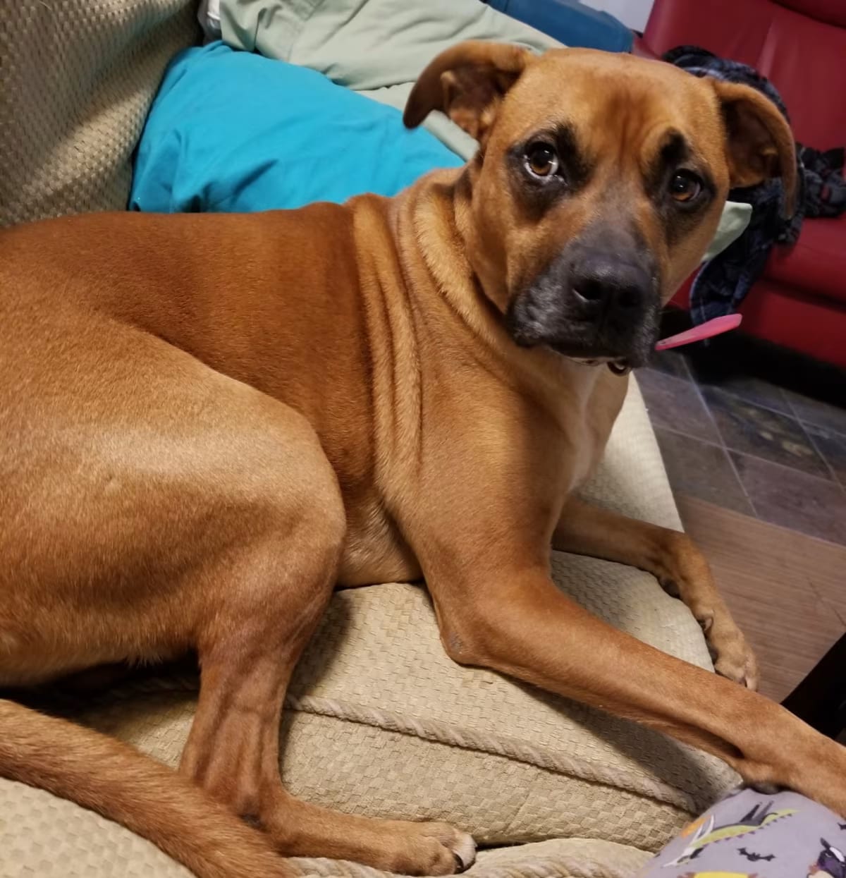 Photo of Rooley, adoptable senior Boxer Black Mouth Cur in Bolivia, North Carolina