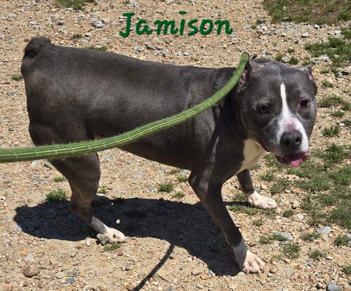 Jamison, adoptable senior American Bulldog in Jackson, MS