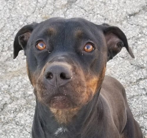 Bubba, adoptable senior Rottweiler in Topeka, KS