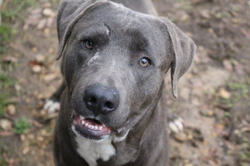 JB, adoptable senior Labrador Retriever in Jackson, MS