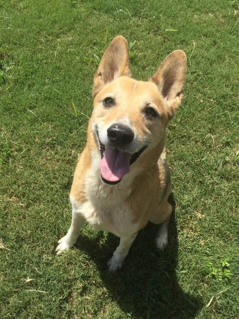 Photo of Chase, adoptable senior German Shepherd Dog in Grovetown, Georgia