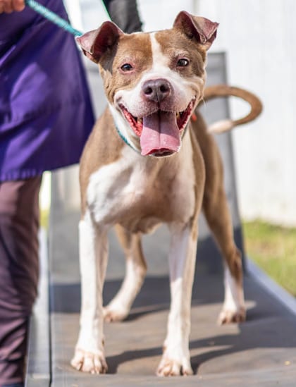 Photo of Sprightly, adoptable senior dog in Chamblee, Georgia