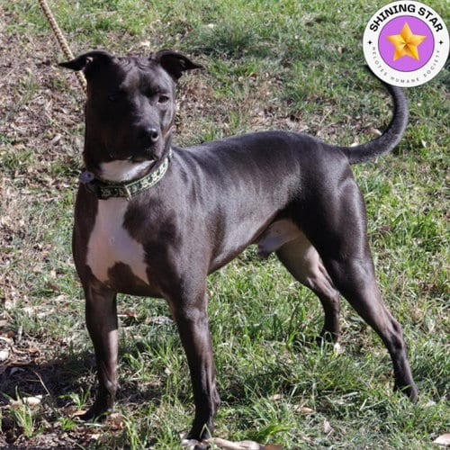 Robbie, adoptable senior Pit Bull Terrier in San Antonio, TX