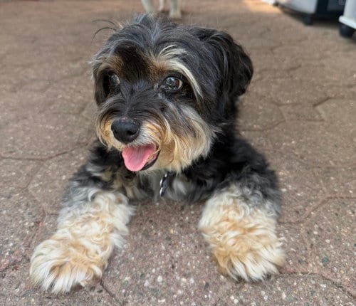 Photo of Regina, adoptable senior Yorkshire Terrier Yorkie in North Babylon, New York