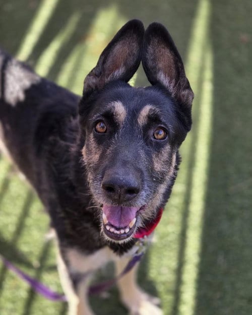 Photo of Max, adoptable senior German Shepherd Dog in Las Vegas, Nevada