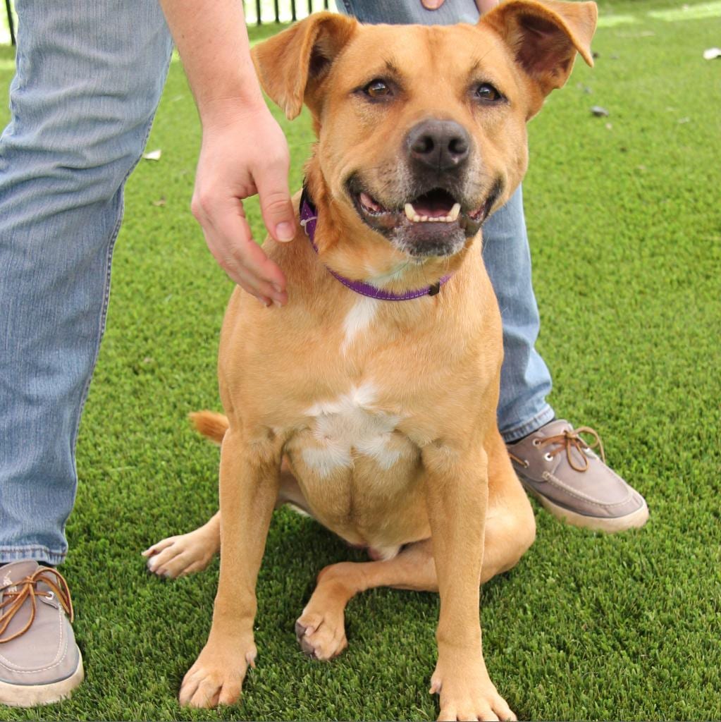 Photo of Lilly, adoptable senior Hound / Mix in San Antonio, Texas