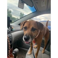 Photo of Addison, adoptable senior Mixed Breed (Medium) in Kansas City, Missouri