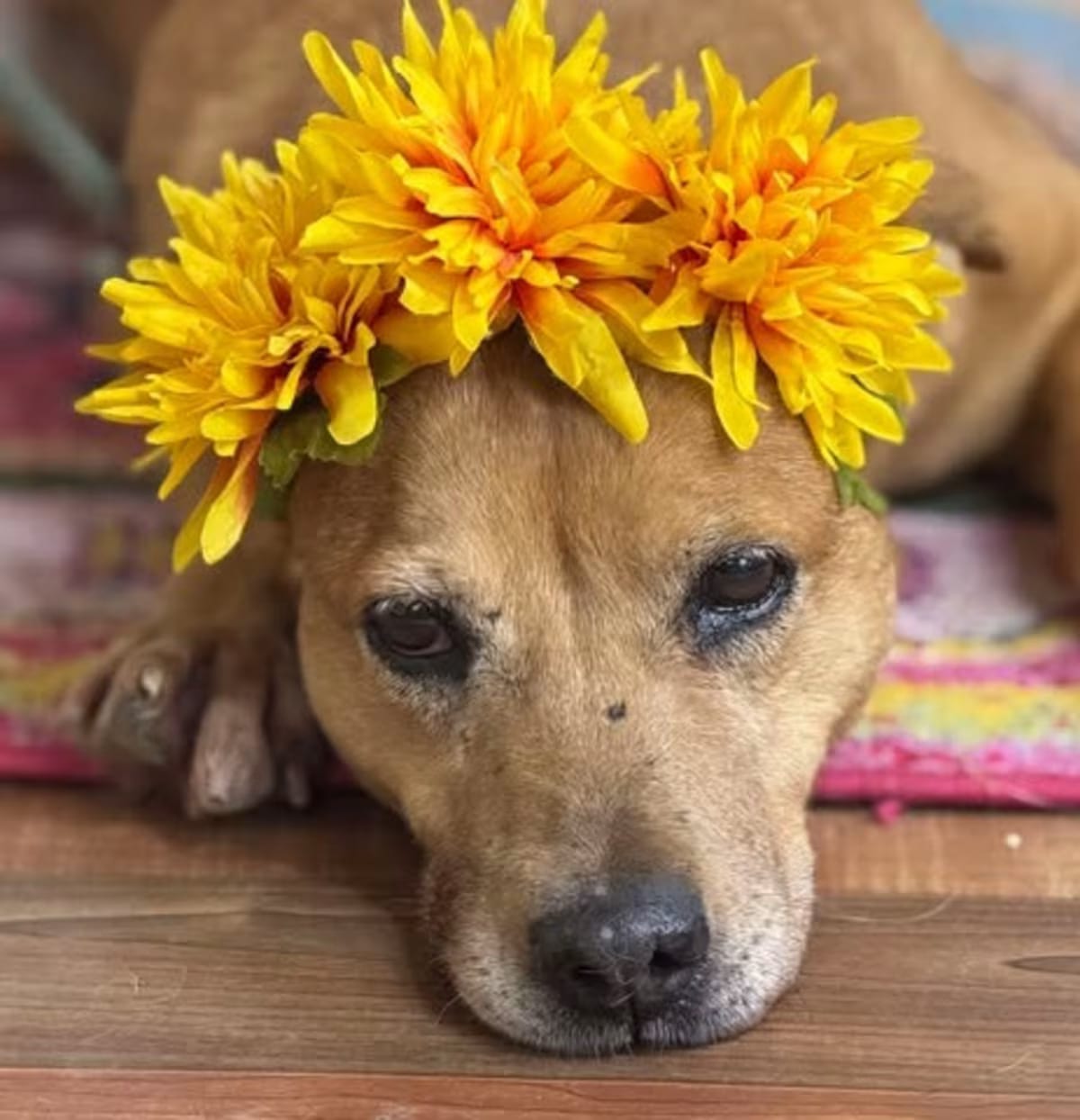 Photo of Luna, adoptable senior Australian Cattle Dog/Mixed Breed (Medium) in Weatherford, Texas