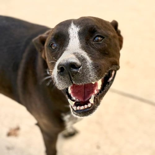 Photo of Jo Jo, adoptable senior Pit Bull Terrier in Tulsa, Oklahoma
