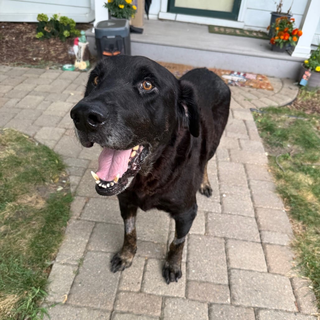 Photo of Bodie, adoptable senior Retriever, Black Labrador in Buffalo, Minnesota