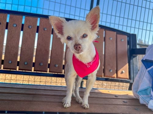 Photo of Bellona, adoptable senior Chihuahua in Orange, California