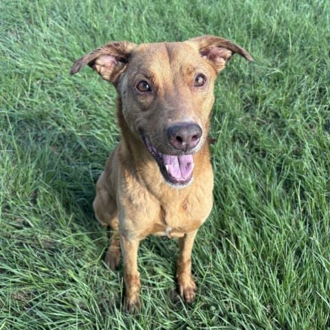Photo of Sally, adoptable senior Vizsla in Conroe, Texas