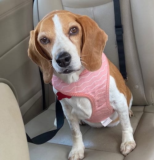 Jeanne, adoptable senior Beagle in Alpharetta, GA