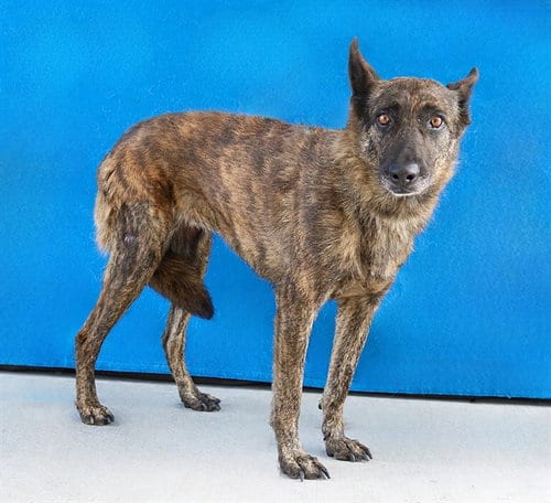 Photo of Summer, adoptable senior Dutch Shepherd in Baldwin Park, California