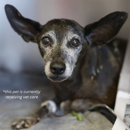Photo of Precious, adoptable senior Chihuahua in San Antonio, Texas