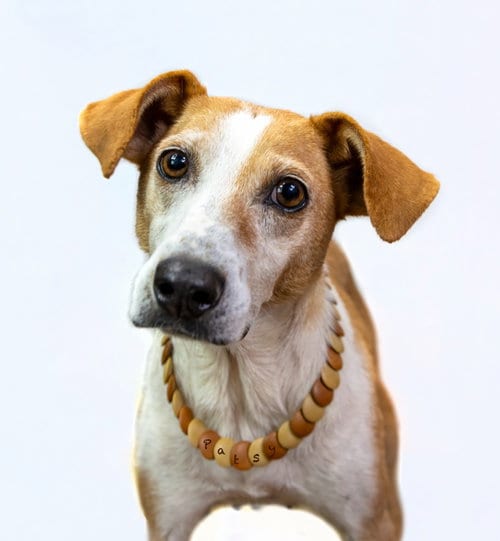 Photo of Patsy, adoptable senior Fox Terrier in Hot Springs Village, Arkansas