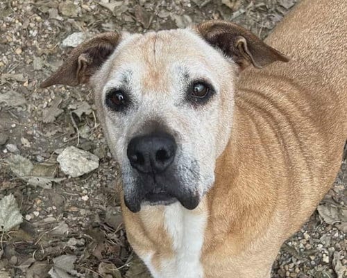 Photo of Brutus, adoptable senior Black Mouth Cur in Anniston, Alabama